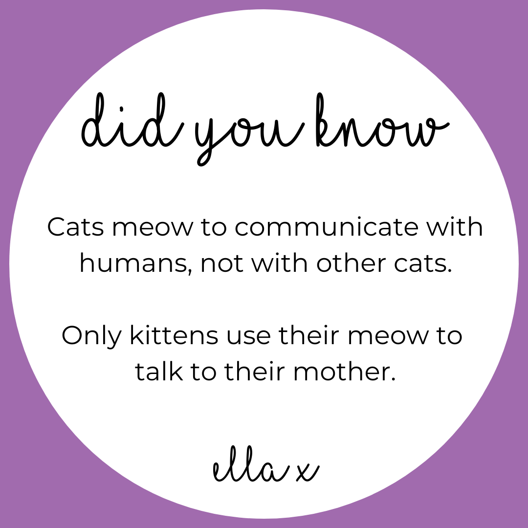 Limited Edition: Cats Covered Buttons Hair clips Ella Made